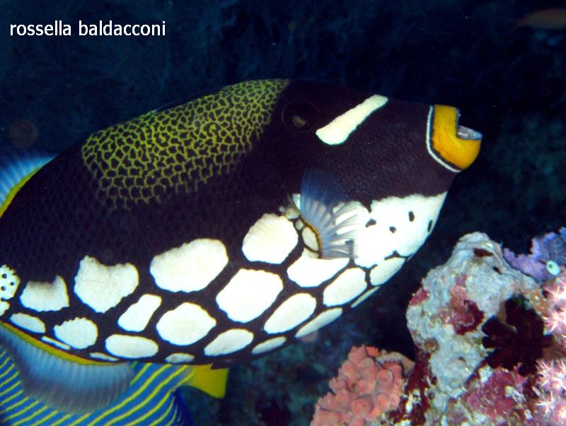 Maldive (atolli di Male Nord e Male Sud)